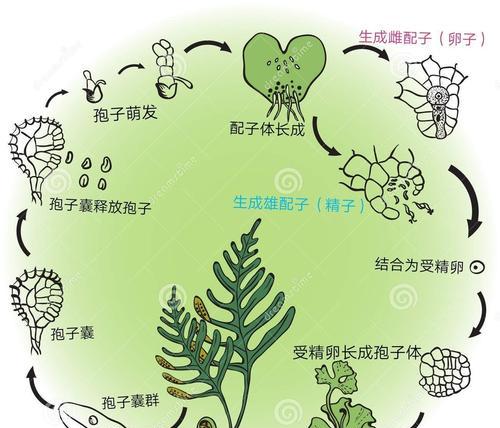 蕨类植物繁殖的方法和注意事项是什么？