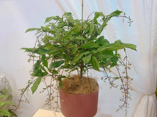 盆栽换盆的最佳时机和步骤是什么？