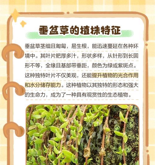 垂盆草的形态特征是什么？