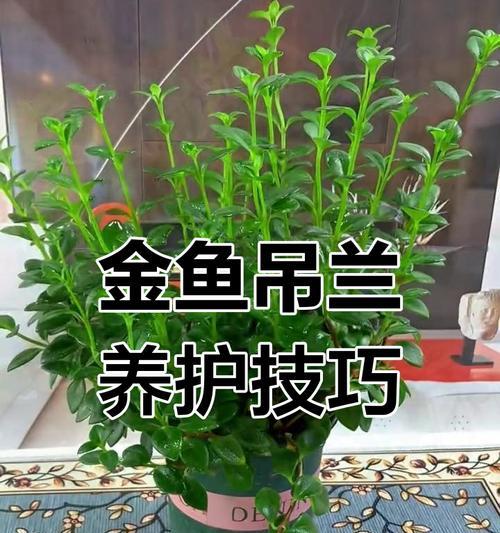 金鱼吊兰繁殖的正确方法是什么？如何快速繁殖金鱼吊兰？