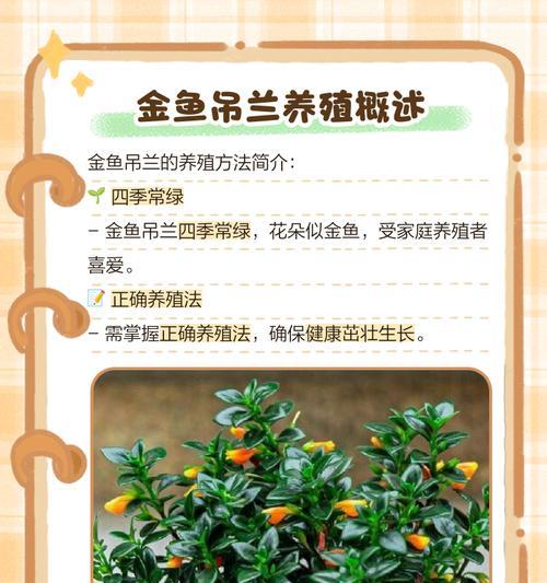 金鱼吊兰繁殖的正确方法是什么？如何快速繁殖金鱼吊兰？