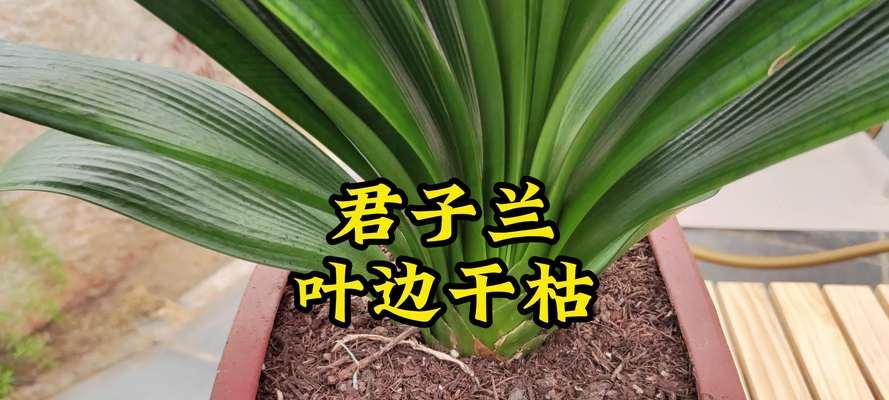 君子兰叶子下垂怎么办？君子兰叶子下垂的可能原因和处理方法是什么？