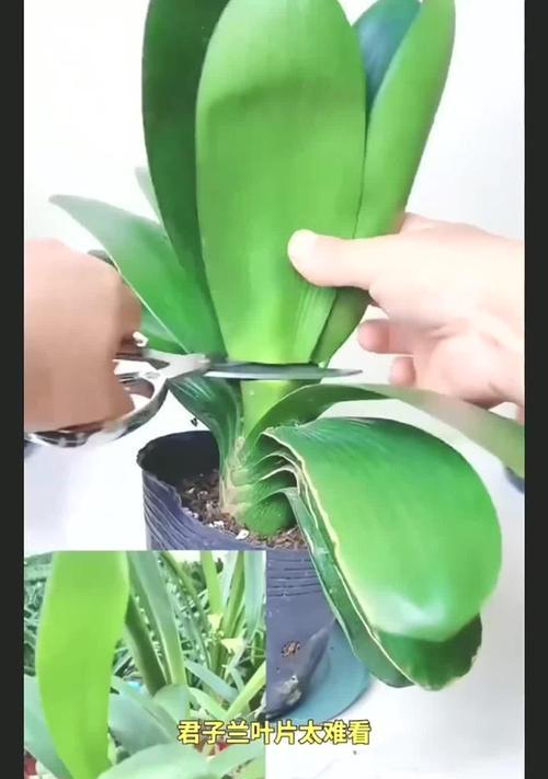 君子兰叶子下垂怎么办？君子兰叶子下垂的可能原因和处理方法是什么？