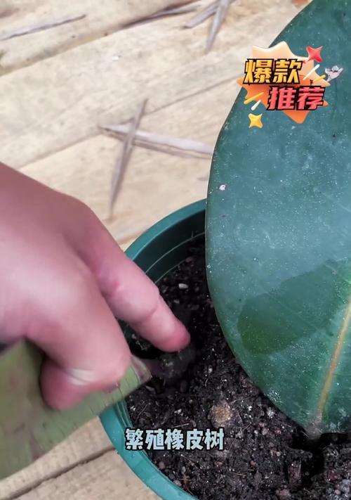橡皮树叶扦插的成功秘诀是什么？