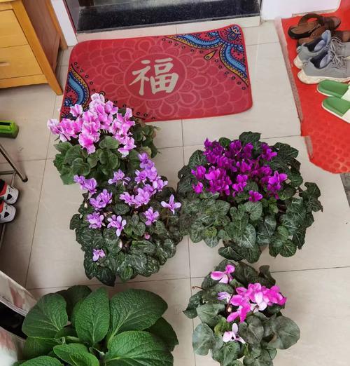 仙客来种球种植方法是什么？