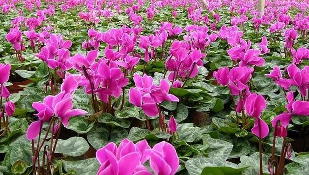 仙客来种球种植方法是什么？
