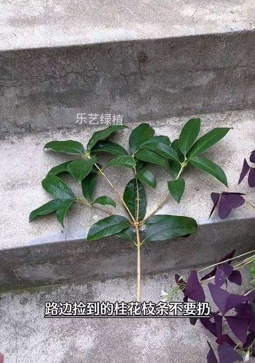 桂花扦插的成功秘诀是什么？扦插后如何管理？