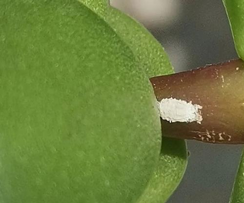 养的花有虫子怎么办？如何处理和预防？