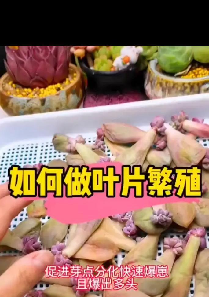 叶插苗怎么养？叶插苗的养殖技巧有哪些？