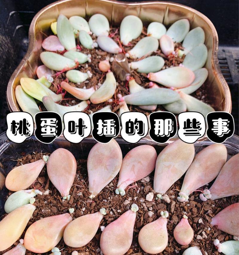 叶插苗怎么养？叶插苗的养殖技巧有哪些？