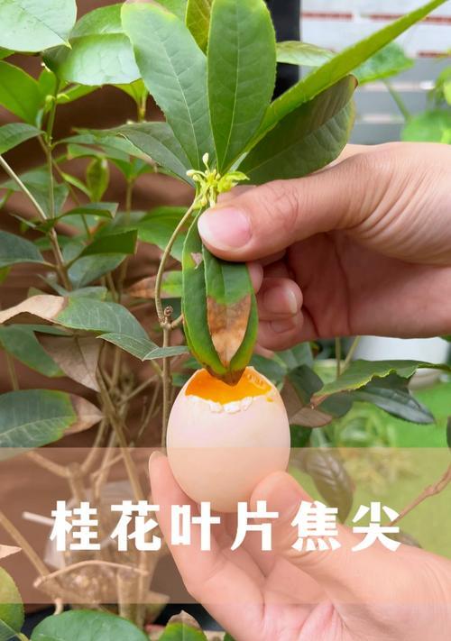 桂花树叶子发黄的原因及处理方法是什么？