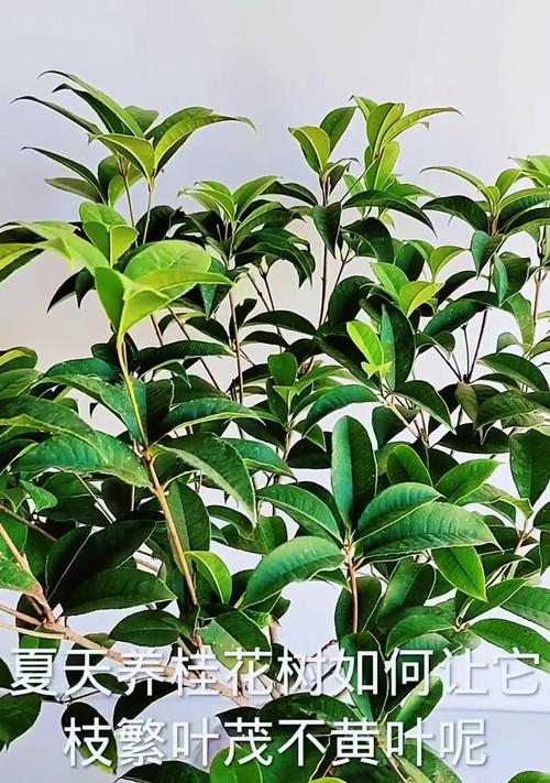 桂花树叶子发黄的原因及处理方法是什么？