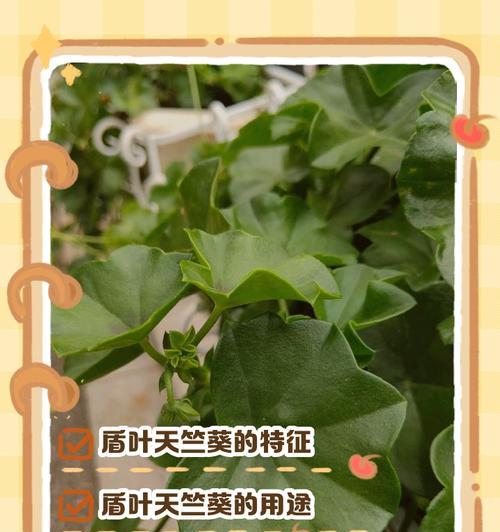 天竺葵叶子发黄怎么办？如何解决天竺葵叶子发黄的问题？