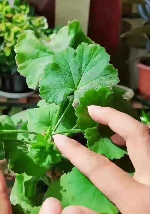 天竺葵叶子发黄怎么办？如何解决天竺葵叶子发黄的问题？