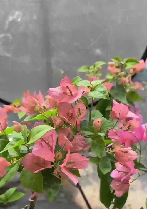 如何让金枝玉叶变红？