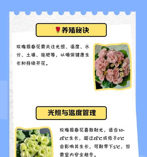 小玫瑰的养殖技巧和注意事项有哪些？