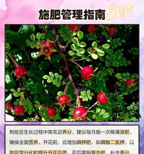 小玫瑰的养殖技巧和注意事项有哪些？