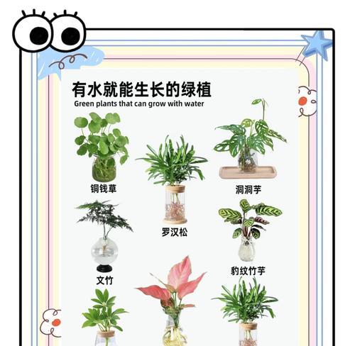 水养一帆风顺的方法是什么？需要注意什么？
