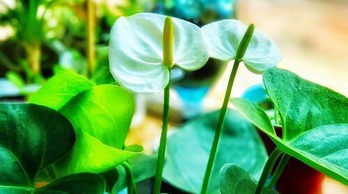 水养一帆风顺的方法是什么？需要注意什么？