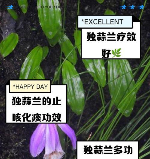 独蒜兰有几个品种？它们的生长习性如何？