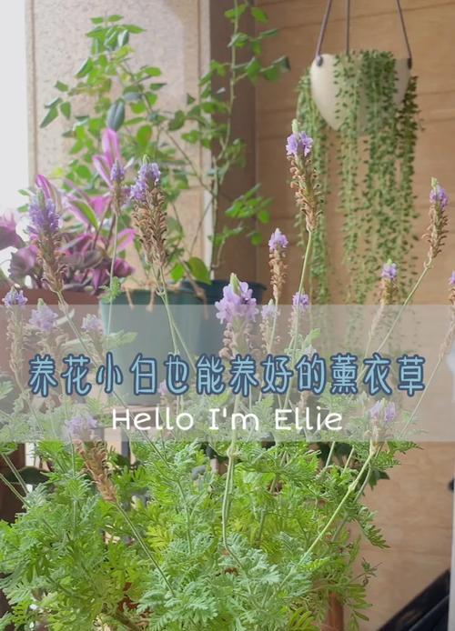 薰衣草鲜花保存的技巧有哪些？
