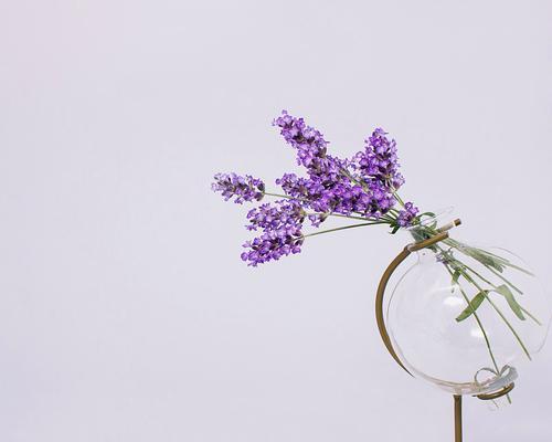 薰衣草鲜花保存的技巧有哪些？