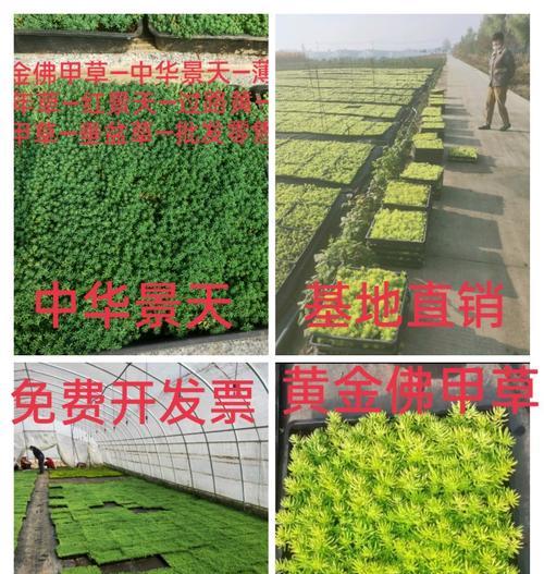 垂盆草有哪些品种？如何选择适合自己的品种？