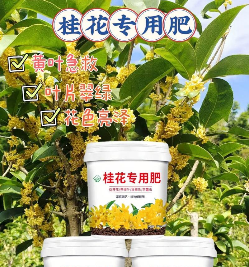 桂花叶子发黄的原因是什么？如何解决桂花叶子发黄的问题？