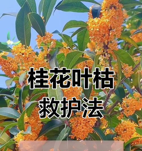 桂花叶子发黄的原因是什么？如何解决桂花叶子发黄的问题？