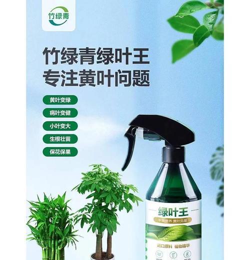 桂花叶子发黄的原因是什么？如何解决桂花叶子发黄的问题？