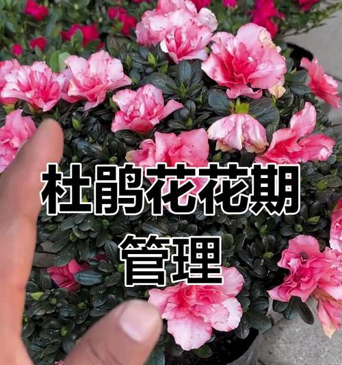 杜鹃花要怎么？杜鹃花的养护和管理方法是什么？