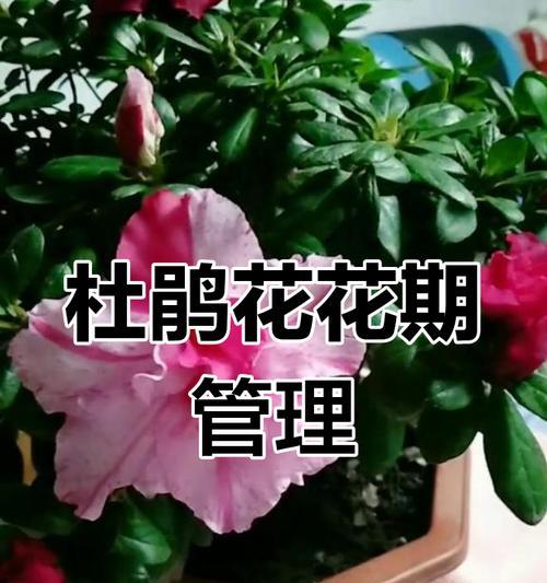 杜鹃花要怎么？杜鹃花的养护和管理方法是什么？
