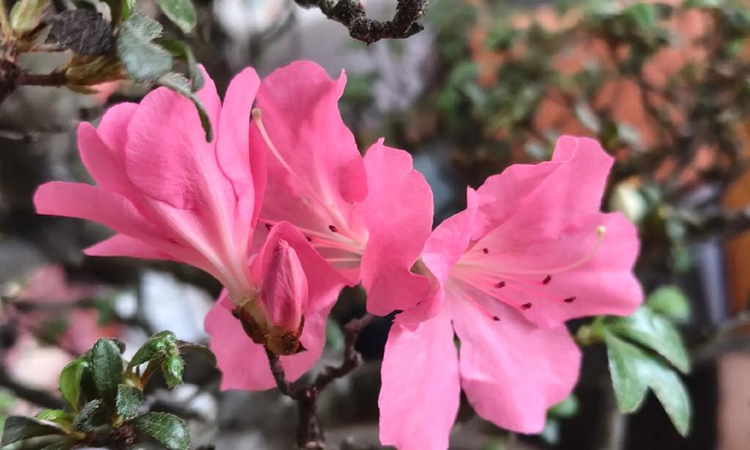 杜鹃花要怎么？杜鹃花的养护和管理方法是什么？