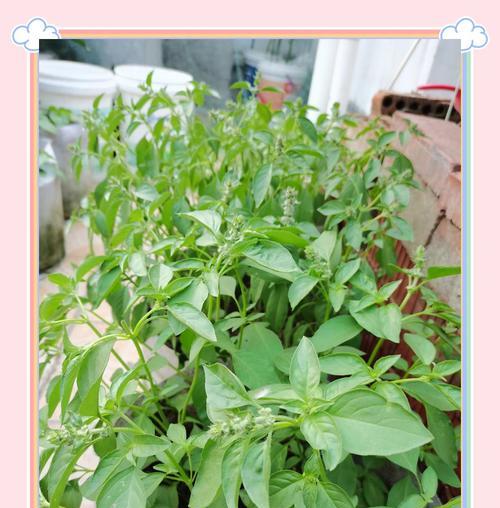 香草花的养殖方法是什么？需要注意什么？