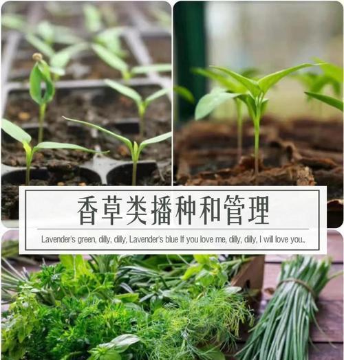 香草花的养殖方法是什么？需要注意什么？