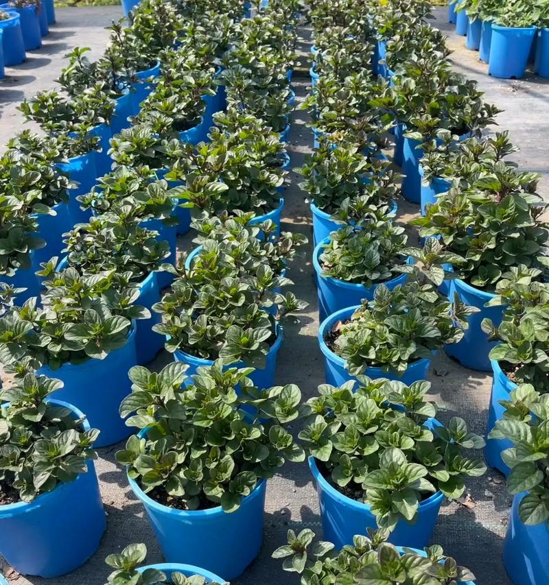 香草花的养殖方法是什么？需要注意什么？