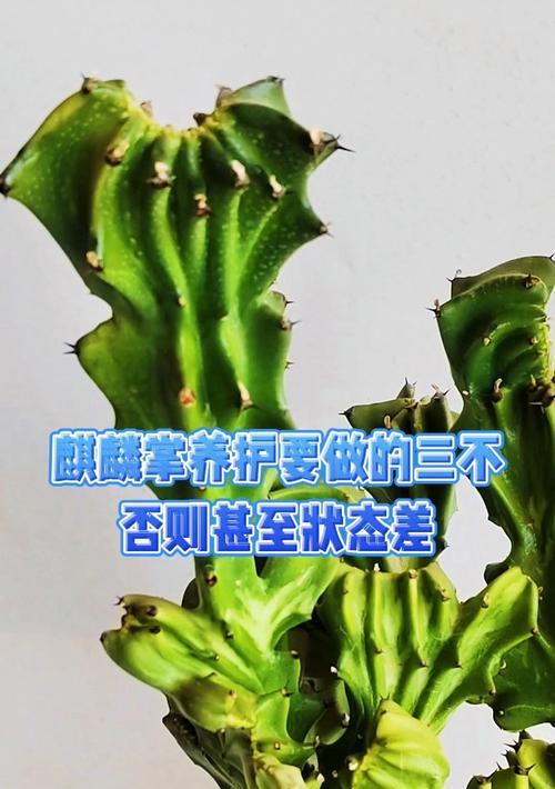 麒麟植物养护方法是什么？