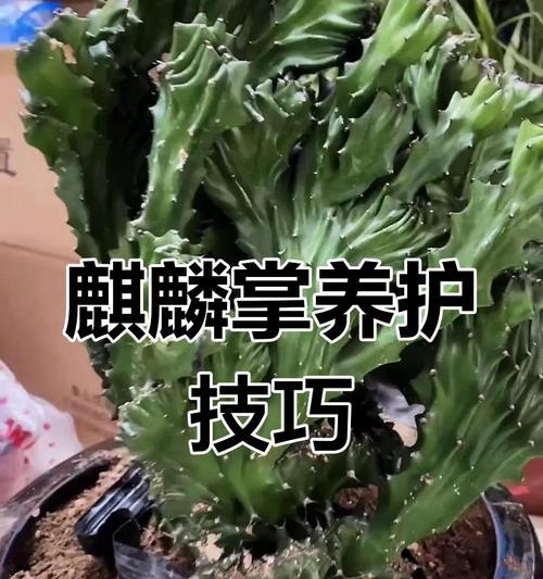 麒麟植物养护方法是什么？