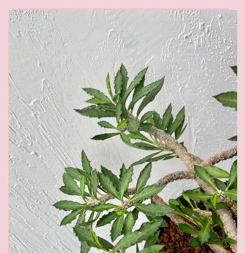 麒麟植物养护方法是什么？
