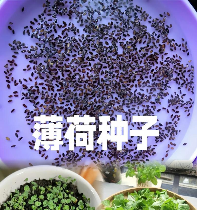 薄荷的最佳种植时间是什么时候？