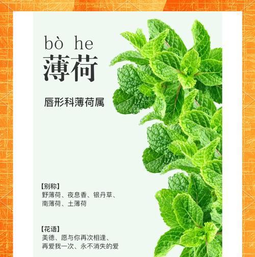 薄荷的最佳种植时间是什么时候？