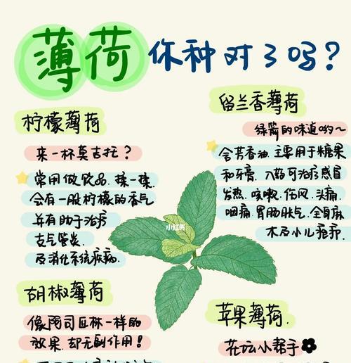 薄荷的最佳种植时间是什么时候？