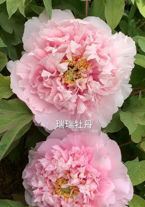 牡丹花有哪些品种？各自的特色和养护方法是什么？