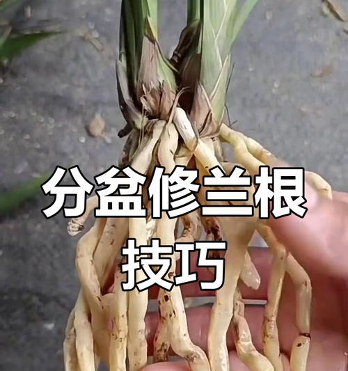 兰花为什么会烂根？如何预防和处理？