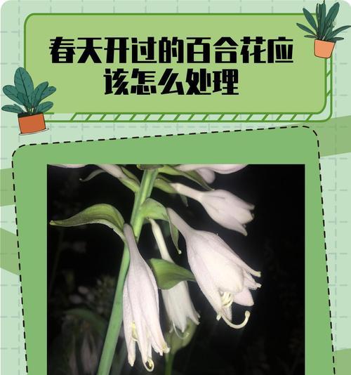 百合花叶子发蔫如何处理？