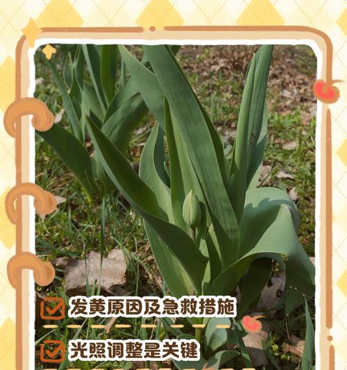百合花叶子发蔫如何处理？