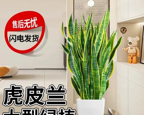 金边虎的养殖技巧有哪些？