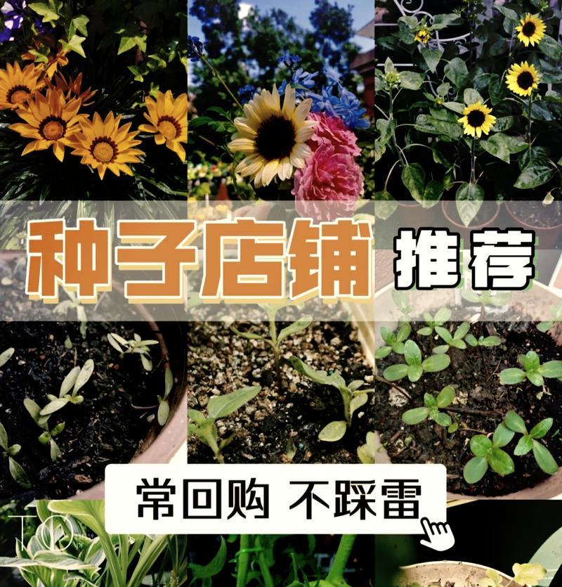 仙人掌种子播种技巧有哪些？如何提高发芽率？