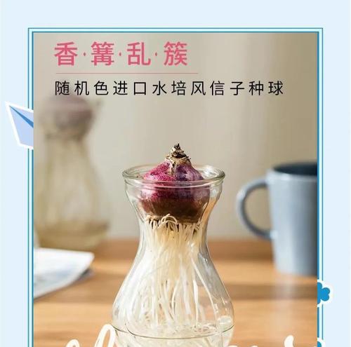 风信子怎么养？有哪些注意事项？