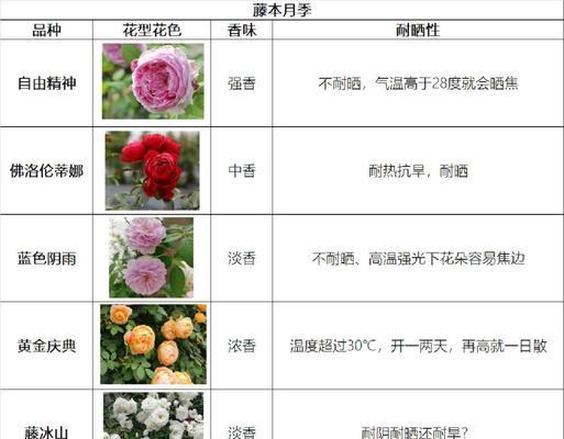 月季花种植的步骤和技巧有哪些？